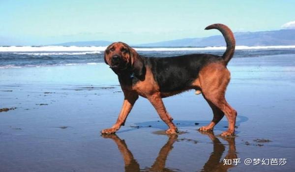 三角洲遇上寻血猎犬怎么办(有没有成功避开寻血猎犬的方法?) 三角洲遇上寻血猎犬怎么办(有没有成功避开寻血猎犬的方法?)